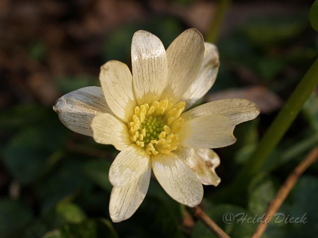 Ranunculus fricaria Salomons White.JPG